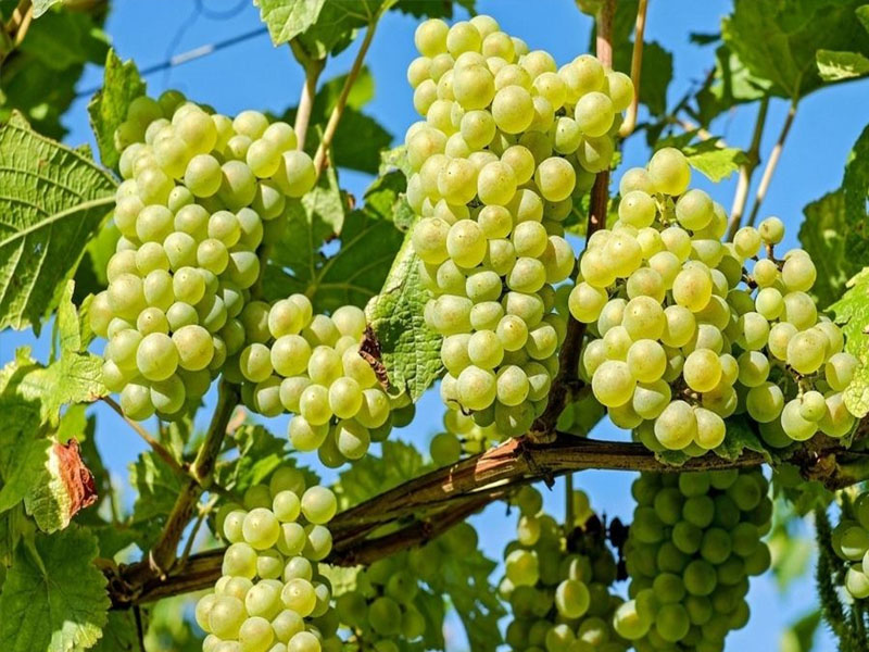 rượu vang domaine billaud-simon chablis premier cru les clos