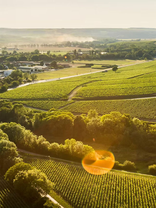 rượu vang domaine billaud-simon petit chablis