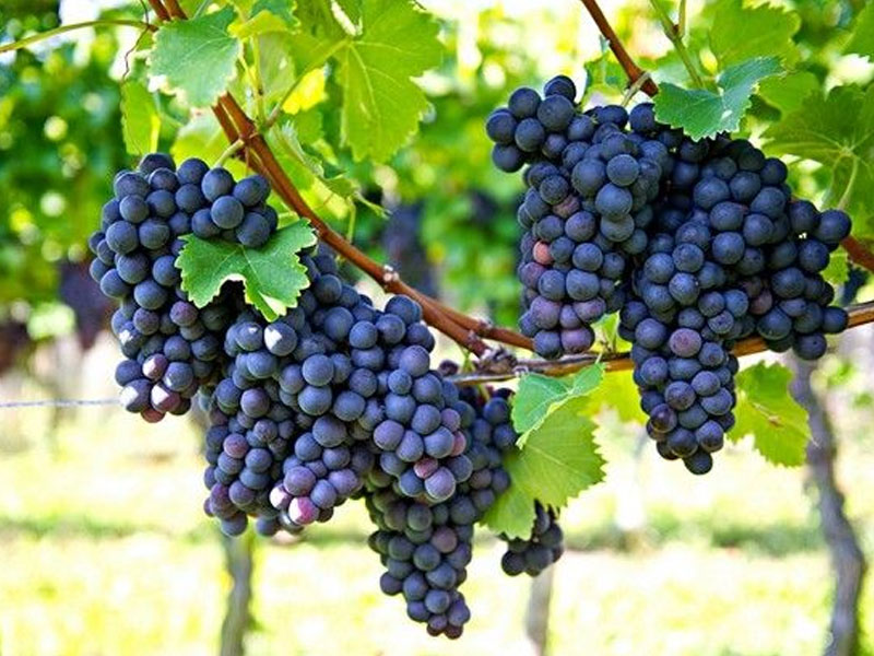 rượu vang ý piccini solco appassimento toscana