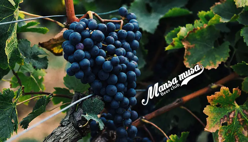 Nho Cabernet Sauvignon
