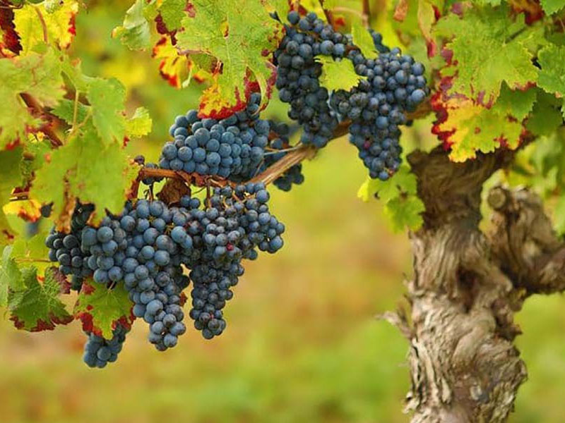 rượu vang đỏ chateau de lamarque rượu vang đỏ chateau de lamarque