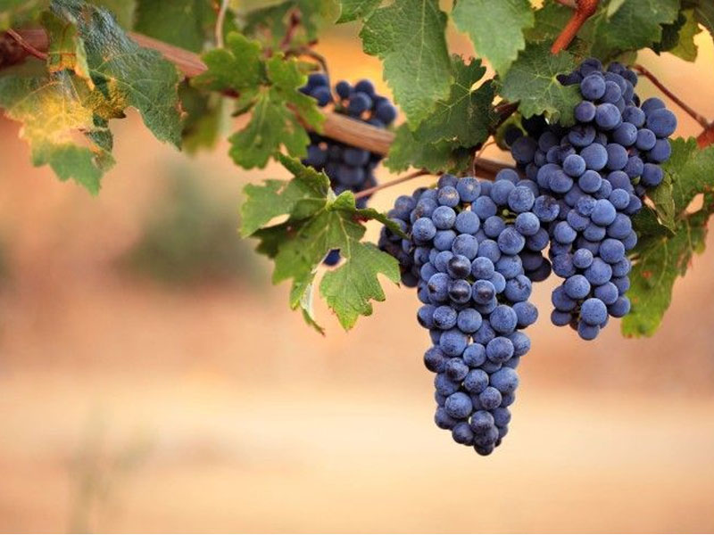 rượu vang đỏ château lynch moussas 2010