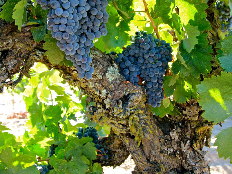 rượu vang đỏ château olivier grand cru classé 2010
