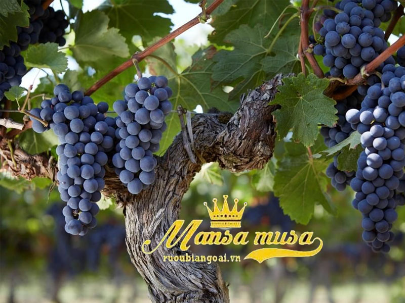 rượu vang pháp château lynch-moussas 2015