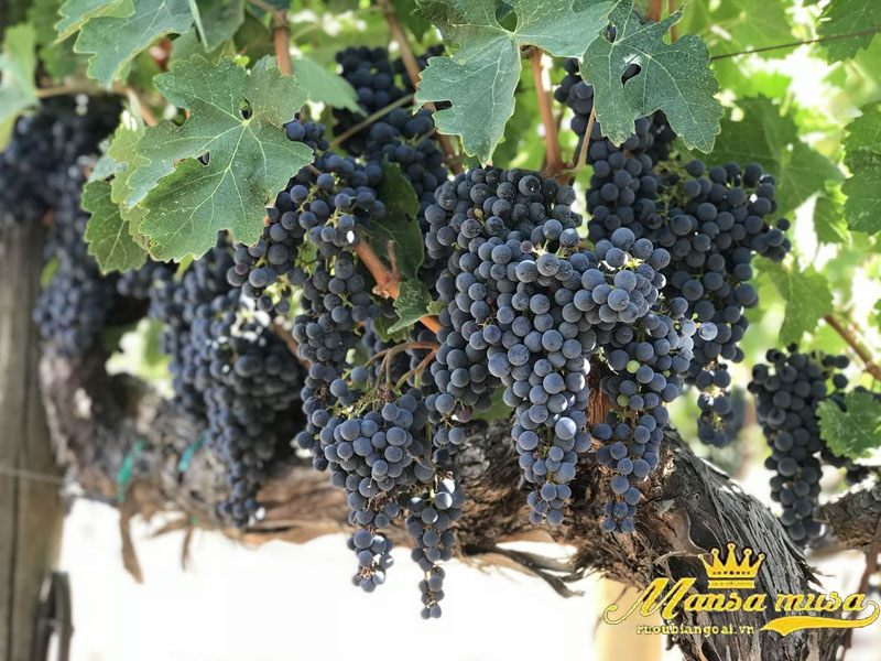vang chilano syrah vintage collection 2024